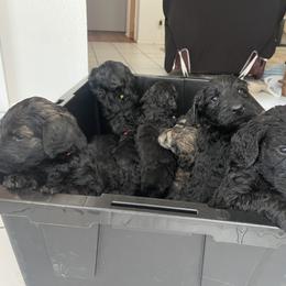 Schnoodle Puppies from Gooch Canines (Giant Schnoodles)