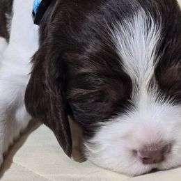 English Springer Spaniels from Dutch Creek Kennels