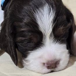 English Springer Spaniels from Dutch Creek Kennels