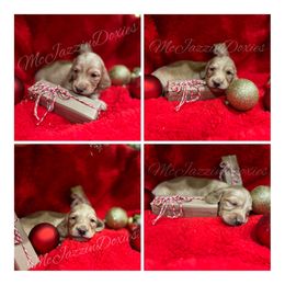 Dachshund Puppies from McJazzin Doxies