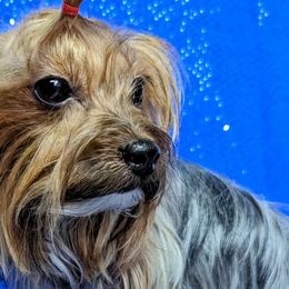 Sunny - Yorkshire Terrier