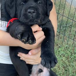 Red collar - Black male Labrador Retriever puppy in Hutto, Texas from Texas Bluebonnet Labs