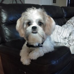 Greyson  - Shih Tzu