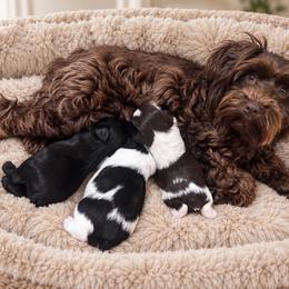 Miniature Schnauzer puppies from Smart Choice Miniature Schnauzers