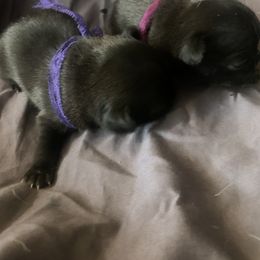 Pug Puppies from The Grumble Pack