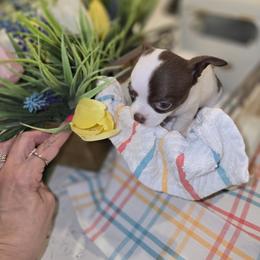 Girl 1 - Chocolate and white female Chihuahua puppy in Lugoff, South Carolina from Cutie Pie Chihuahua's