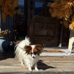 Gizmo - Papillon