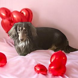 Dunkin - Dachshund
