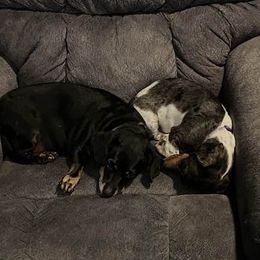 Dachshunds from Krazy for Doxies