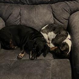 Dachshunds from Krazy for Doxies