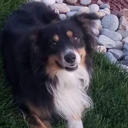 Finn - Miniature Australian Shepherd