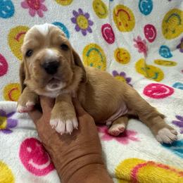Biscuit - Tan and white male Basset Hound puppy in Pilot Mtn, North Carolina from Lowdown Love Basset Hounds