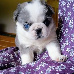 Merle Panda 'SNUGGLES' - Brindle female Pug puppy in Fall Creek, Wisconsin from Heartville Pugs