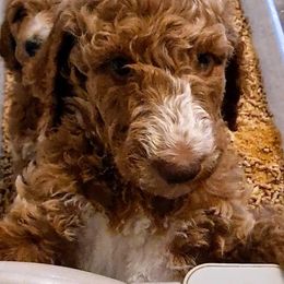 Goldendoodle Puppies from Dahlia Doodles