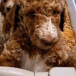 Goldendoodle Puppies from Dahlia Doodles