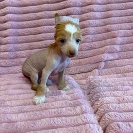 Girl 3 - Red female Chinese Crested puppy in Aberdeen, Idaho from Willow Creek Cresteds