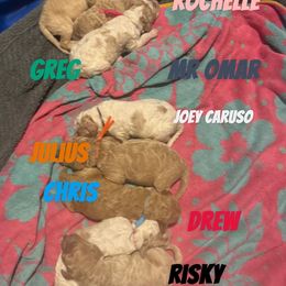 Drew (red) - Fawn male Bulldog puppy in Richland Township, Arkansas from Ozark Bulldogs