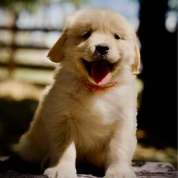 Mr.Ocean - Golden male Golden Retriever puppy in Mc Arthur, California from California Golden Love