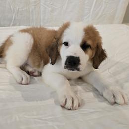 Girl 3 - Brown and white female Saint Berdoodle puppy in Menifee, California from Royal Saint Bernards