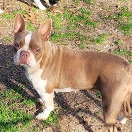 Razzberry - Boston Terrier