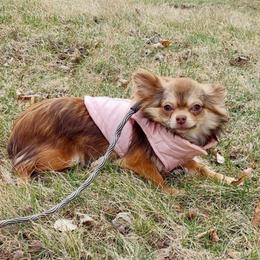 Aurora - Chihuahua