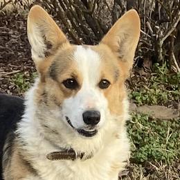 Huck - Pembroke Welsh Corgi