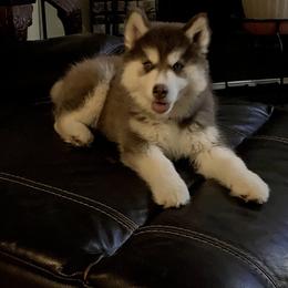 Siberian Husky Puppies from TRUHUSKY SIBERIANS