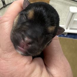 Miniature Schnauzer and Norwich Terrier Puppies from Parker Place  Puppies (Mini schnauzers and Norwich Terriers)