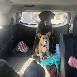 Pembroke Welsh Corgi Puppies from Top-Notch Paws