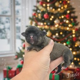 Jingle - Black sabled silver male Chihuahua puppy in Bulls Gap, Tennessee from Smokey Mountain Chihuahuas