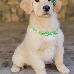 Golden Retriever Puppies from DoubleTake Goldens