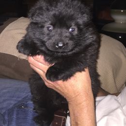 Belgian Malinois and German Shepherd Puppies from War Cry German Shepherds