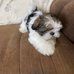 Shih Tzu Puppies from Prestige Shih Tzu Family