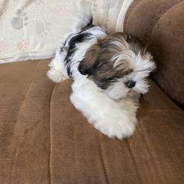 Shih Tzu Puppies from Prestige Shih Tzu Family