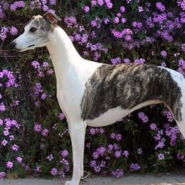 Whippets from Lishima Whippets