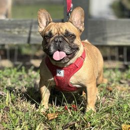 Beignet - French Bulldog