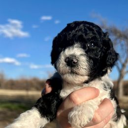 Girl 4: Kelly - Parti Poodle puppy in Grand Junction, Colorado from Riverbank Poodles