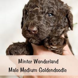 Spot 4 - Chocolate male Goldendoodle puppy in Redmond, Oregon from Bourbon and Lace Doodles