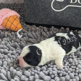 Coton de Tulear Puppies from Gil-VTales