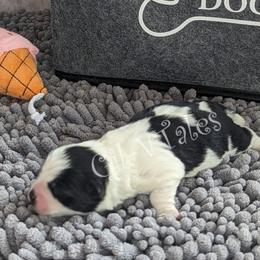 Coton de Tulear Puppies from Gil-VTales