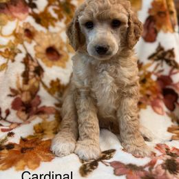 Cardinal - Apricot male Poodle puppy in Marshallville, Ohio from Windy Hill Dogs