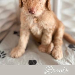 Goldendoodle Puppies from Lundee Doodles