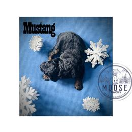 Mustang - Phantom female Bernedoodle puppy in Belleville, Michigan from Moose Tracks Bernedoodles