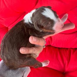 Boaz - Red tri-color male Aussiedoodle puppy in Orland, California from Shockley’s Elite Doodles