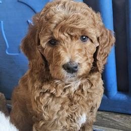 Mount Everest - Red female Labradoodle puppy in Phelan, California from Family Doodles
