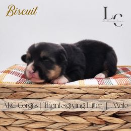Biscuit - Black and tan male Pembroke Welsh Corgi puppy in Pine Village, Indiana from NL Horsemanship