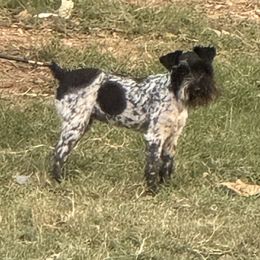 Miniature Schnauzer All Grown Up from Gypsey Creek Mini Schnauzers