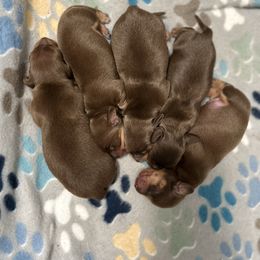 Dachshund puppies from 626 Dachshund