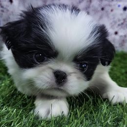 Boy 1 - Black tan and white male Japanese Chin puppy in Johnson City, Tennessee from Erin & Friends Japanese Chin