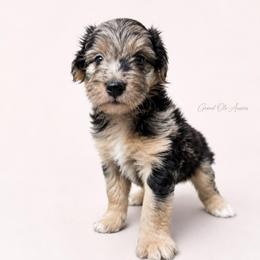 Beau - Blue merle male Aussiedoodle puppy in Weatherford, Texas from Grand Ole Aussies
